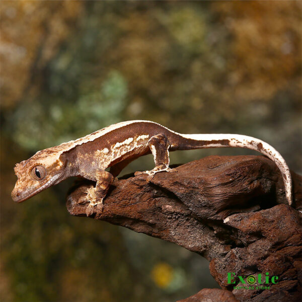Geckos for Sale: A Buyer's Guide