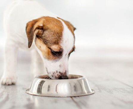 What Are the Best Wet Dog Food Options?