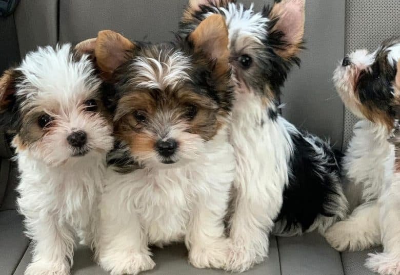 Discover the Charm of Yorkie Teacup Puppies for Sale: Your Ultimate Guide to Finding the Perfect Companion