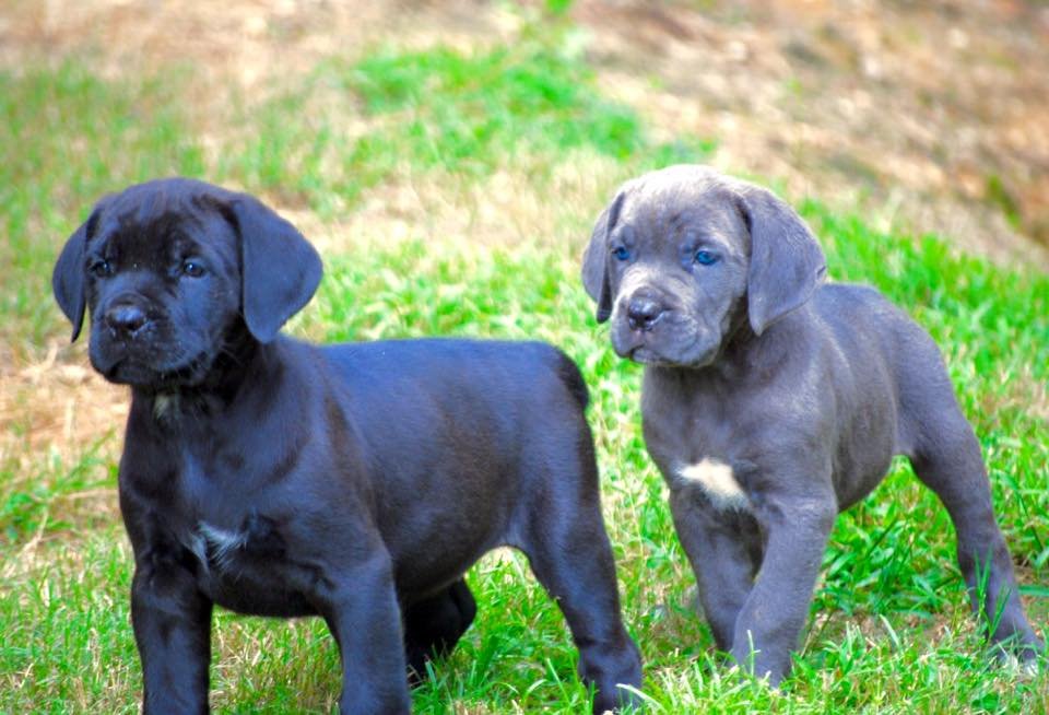 Discover Your New Companion: Cane Corso Puppies Available for Adoption